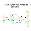 © designua - Fission or Asexual reproduction in Euglena
