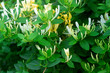 Branches of a blooming yellow white honeysuckle in the garden.
