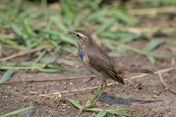 Male Bluethroats from Alaska, Bluethroat is one of the handful of birds that breed in North America and winter in Asia.