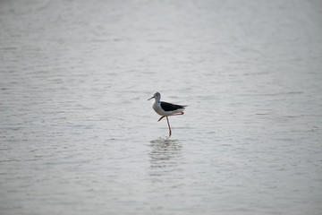 Wall Mural - Black-winged stilt have breeding habitat of all these stilts is marshes, shallow lakes and ponds. Some populations are migratory and move to the ocean coasts in winter