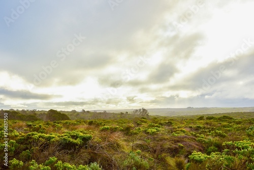 Fotografia  Nature Scene of Vast Green Fields During Sunset Near the Great Ocean Road