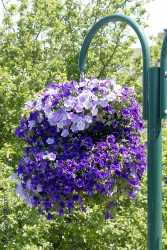 Potee De Fleurs Mauves Suspendues Normandie France Buy This