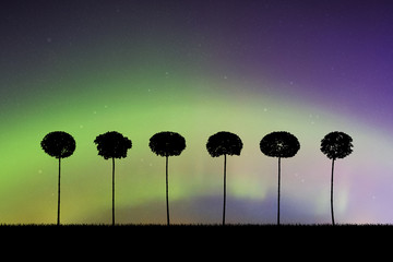 Sticker - Landscape with trees at night. Vector illustration with isolated silhouettes of maples growing in grass. Northern lights in starry sky. Colorful aurora borealis