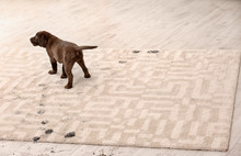 Cute Dog Leaving Muddy Paw Prints On Carpet