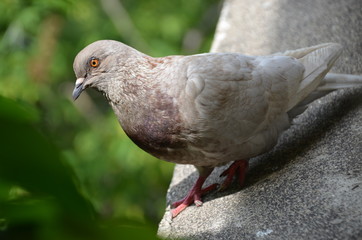 Sticker - macro bird pigeon looking eye green