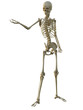 © Veronika - 3d render of a human male skeleton isolated on white background.