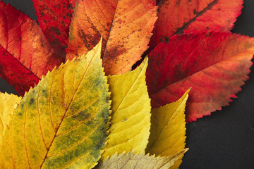 Wall Mural - Autumn seasonal background, ash leaves