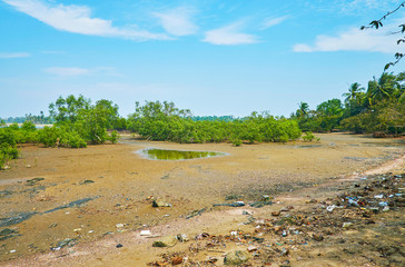 Wall Mural - Area of mangroves, Ngwesaung, Myanmar