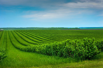 lines of currants, plantation, on spring time