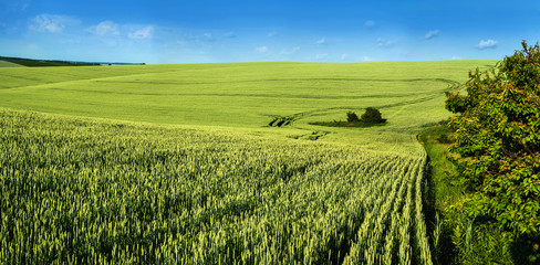 Fotomurales - Green wheat field. background. ripening ears of wheat.