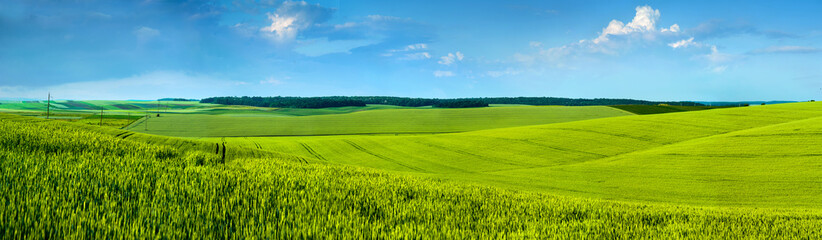 Wall Mural - Panoramic view of beautiful yellow-green field hils with blue sky