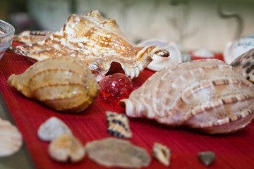 Seashells. Many different seashells piled together. Macro of beautiful seashells texture and background.