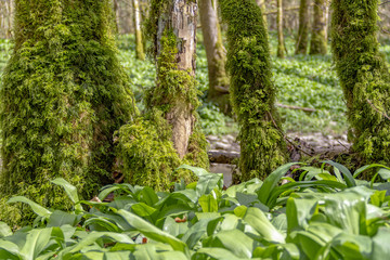 Wall Mural - forest scenery at spring time