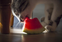 On A Dark Background Under The Table A Cat Is Eating A Watermelon In A Ray Of Light