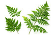 collection of green fern leaves isolated on white background