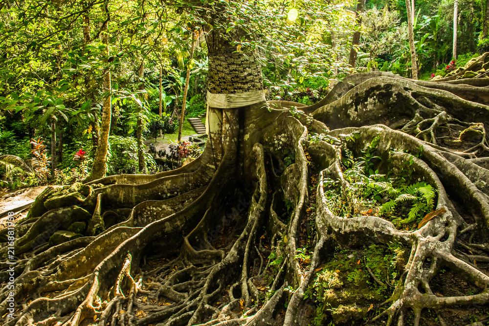 Huge tree with roots balinese temple Goa Gajah, Elephant Cave in Bali ...