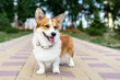  puppy welsh corgi dog standing on the walkway in public park with sunlight
