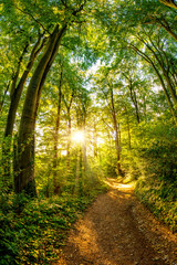 Poster - Path through the forest lit by golden sun rays