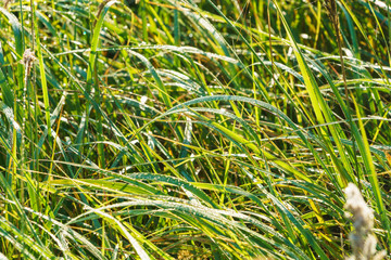 Green fresh grass meadow covered with drops of dew