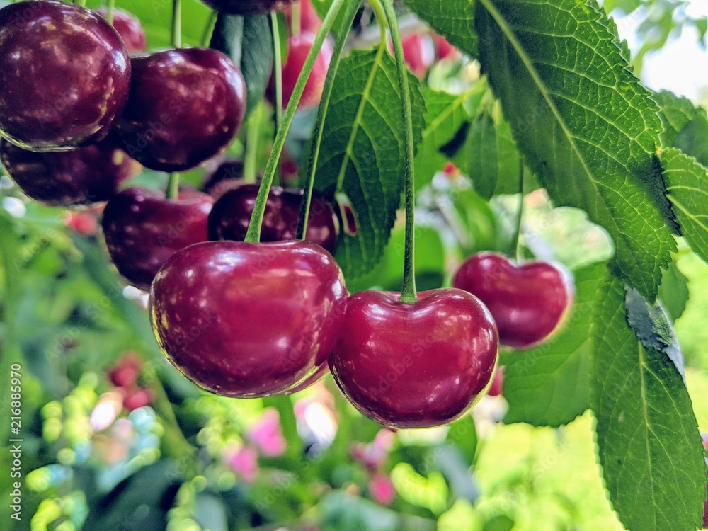 cherry-on-the-tree