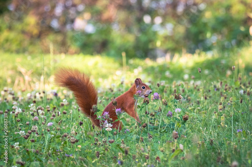 Zdjęcie XXL Czerwona wiewiórka - odosobniona w wsi