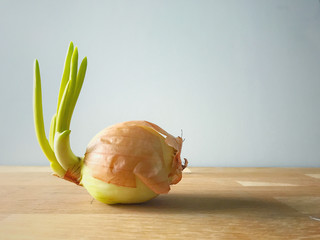 Onion growing with green sprout. Empty wooden table and white background.