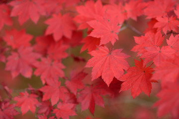 Wall Mural - Red maple leaves border at autumn forest, blurred background. Season changing. A tree branch of maple, fall.