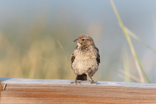 Young Red Winged Blackbird