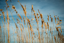 Golden Marram Grass