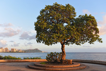 Tree Overlooking Waikiki, Hawaii