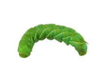 Oruga verde Stock de Foto gratis - Public Domain Pictures