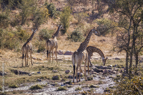 Vászonkép Giraffe in Kruger National park, South Africa