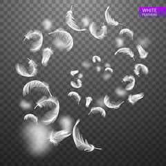 Wall Mural - falling twirled spiraling realistic feathers isolated on a transparent background. light cute feathe