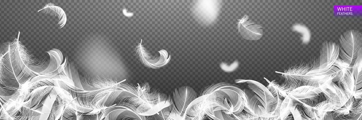 Wall Mural - falling twirled realistic feathers isolated on a transparent background. easy style, can be used in 