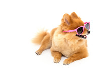 Pomeranian Dog Wearing Sunglasses