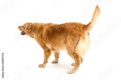 Golden Retriever Barking Stock Photo Adobe Stock