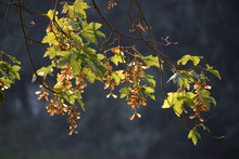 Acer Maple