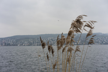 wild wheat plant on river with blue water and fog sky, melancholic mood concept