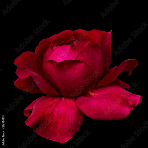 Fotografie, Obraz Fine art still life colorful low key flower macro of a single isolated blooming