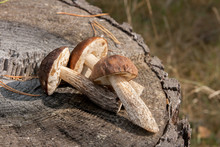 Group Of Brown Cap Boletus Mushroom (Boletus Badius) On Natural Wooden Background..