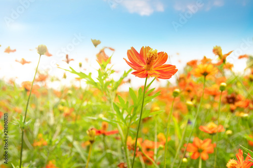 コスモスの花 野原 青空 Stock Photo Adobe Stock コスモスの花 野原 青空 Stock Photo Adobe Stock