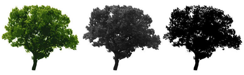 Wall Mural - Tree isolated on white background