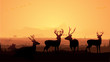 © AryanRaj - Wild animals silhouette, deer