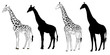 Wild animals silhouette, giraffe