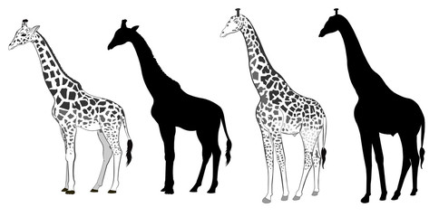 wild animals silhouette, giraffe