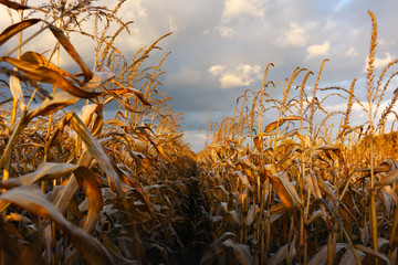 Ripe corn on a rural field in the rays of the setting sun