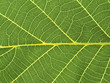 © Westend61 - Close-up of a green leaf, leaf veins