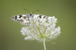 © Westend61 - Marbled white on flower