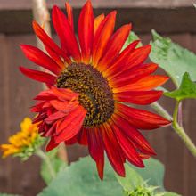 Sunflower, Red, Flowers & Plants, Flower, Flowers, Beautiful, Sunflowers, Background, Nature, Outdoor, Outdoors, Summer