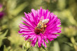 pszczoła zbierająca pyłek z kwiatów
